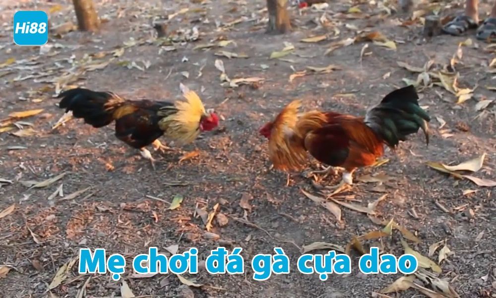 Đá gà cựa dao trực tiếp hay nhất - Trực tiếp đá gà Philippines Mỹ 10 Mẹo chơi đá gà cựa dao